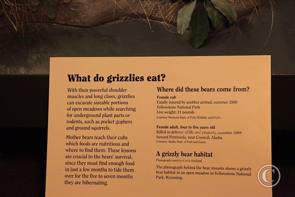 Yellowstone Wolf and Grizzly Center