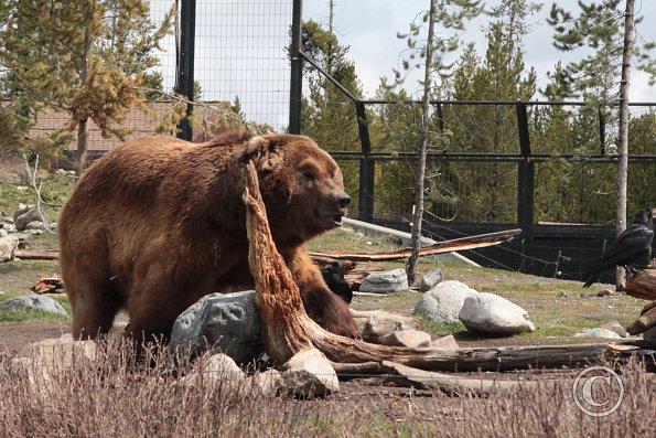 Yellowstone Wolf and Grizzly Center