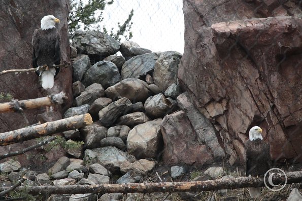 Yellowstone Wolf and Grizzly Center