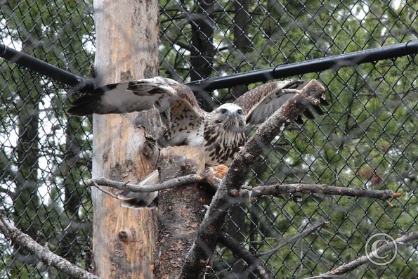 Yellowstone Wolf and Grizzly Center