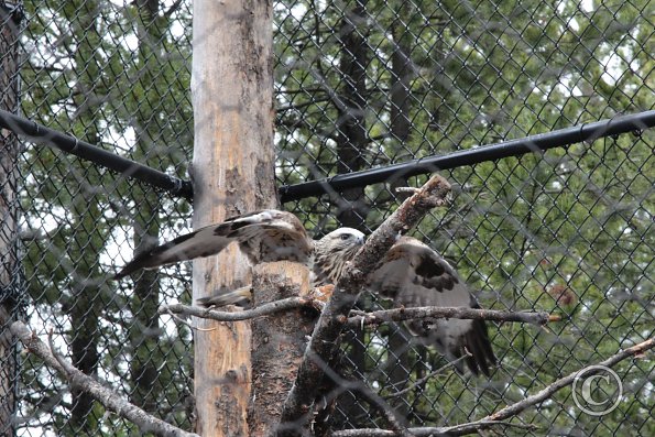 Yellowstone Wolf and Grizzly Center