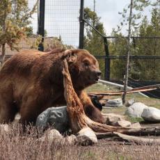 Yellowstone Wolf and Grizzly Center