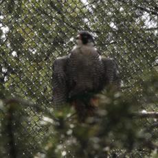 Yellowstone Wolf and Grizzly Center