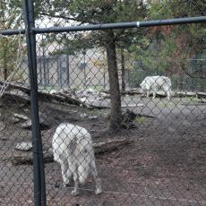 Yellowstone Wolf and Grizzly Center