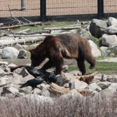Yellowstone Wolf and Grizzly Center