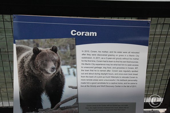 Yellowstone Wolf and Grizzly Center