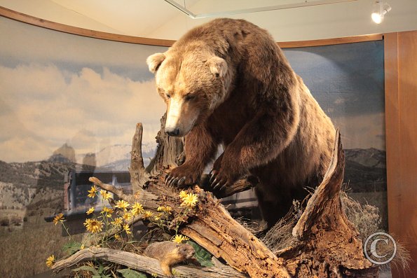 Yellowstone Wolf and Grizzly Center