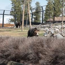 Yellowstone Wolf and Grizzly Center