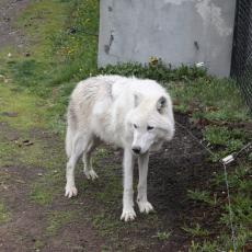 Yellowstone Wolf and Grizzly Center