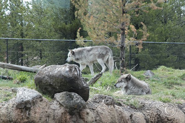 Yellowstone Wolf and Grizzly Center