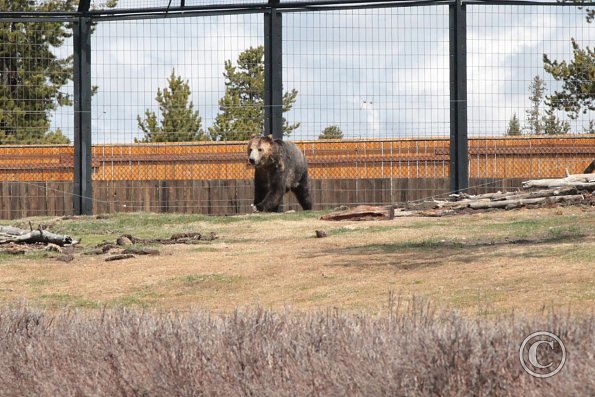 Yellowstone Wolf and Grizzly Center