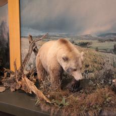 Yellowstone Wolf and Grizzly Center
