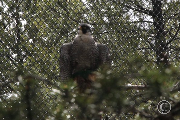 Yellowstone Wolf and Grizzly Center