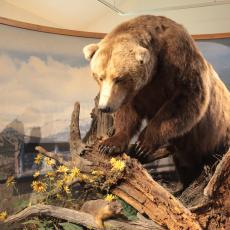 Yellowstone Wolf and Grizzly Center