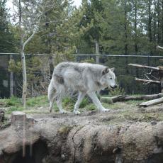 Yellowstone Wolf and Grizzly Center