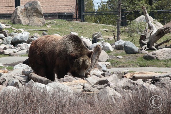 Yellowstone Wolf and Grizzly Center