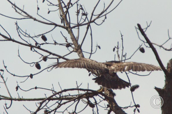 Nesting Pair on Louetta Road