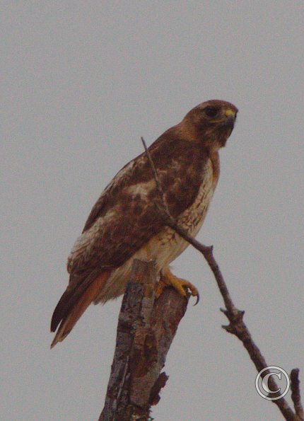 Nesting Pair on Louetta Road