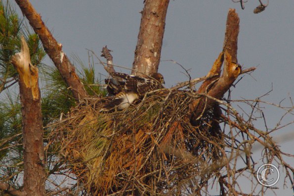 Nesting Pair on Louetta Road