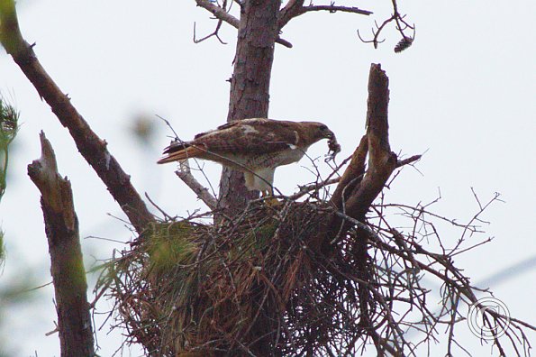 Nesting Pair on Louetta Road