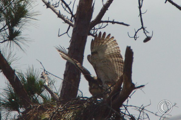 Nesting Pair on Louetta Road