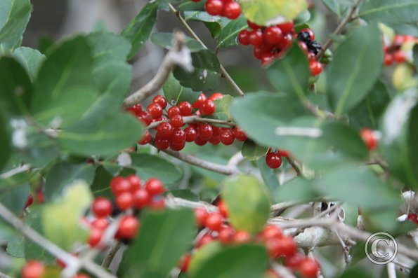 berries_anwr