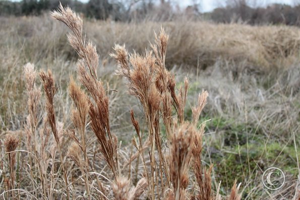 coastal_prairie_grass_anwr