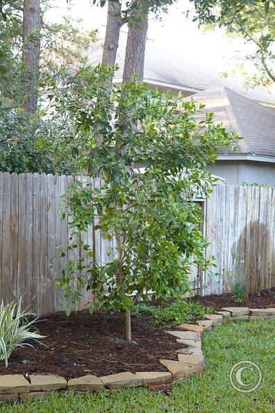 Grapefruit tree