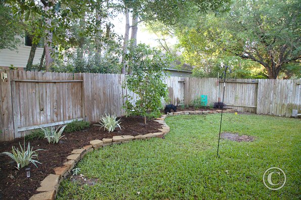 Back yard after