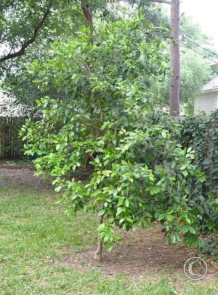 Grapefruit tree