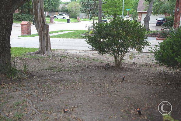 Front yard - before