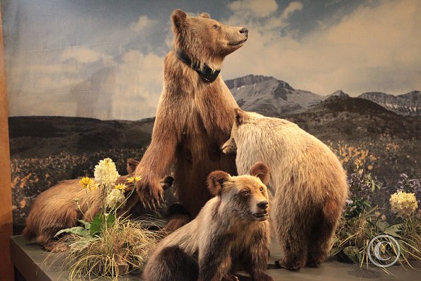 Yellowstone Wolf and Grizzly Center