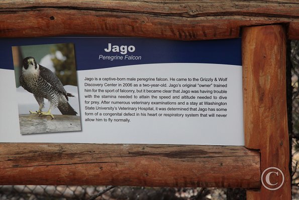 Yellowstone Wolf and Grizzly Center